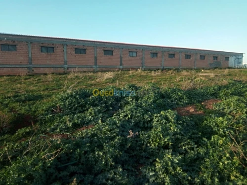 Vente Terrain Agricole Medea Bouchrahil