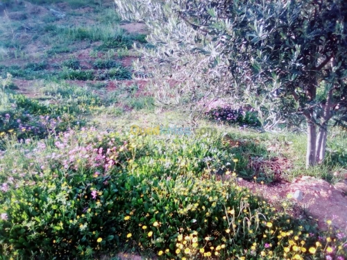 Vente Appartement F3 Constantine Messaoud Boudjeriou