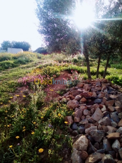 Vente Appartement F3 Constantine Messaoud Boudjeriou