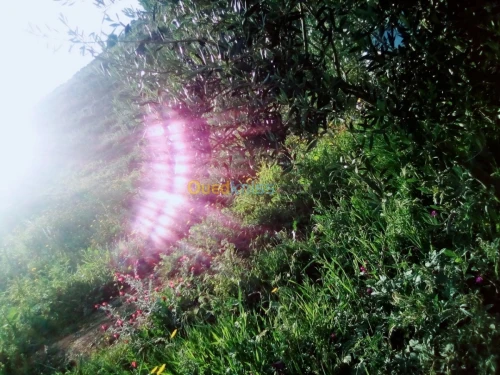 Vente Appartement F3 Constantine Messaoud Boudjeriou