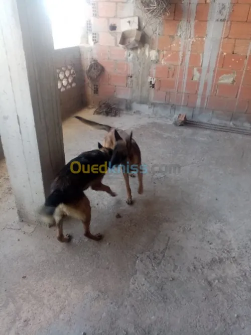 Couple malinois charbonné