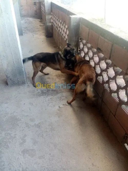 Couple malinois charbonné