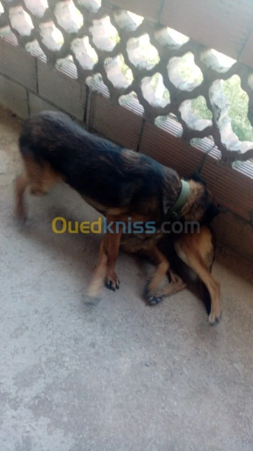 Couple malinois charbonné