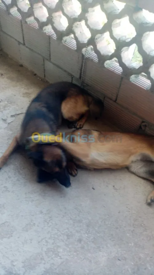 Couple malinois charbonné