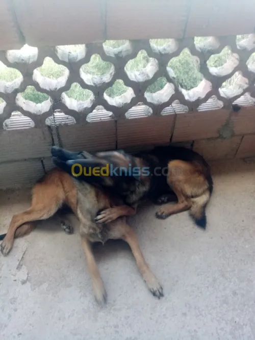 Couple malinois charbonné