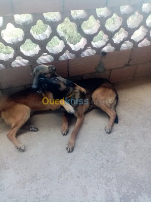 Couple malinois charbonné