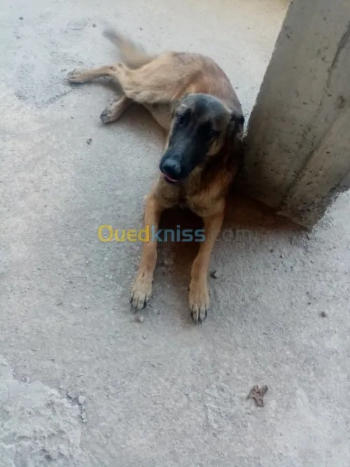 Couple malinois charbonné