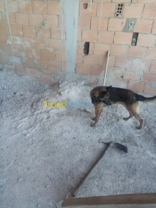 Couple malinois charbonné