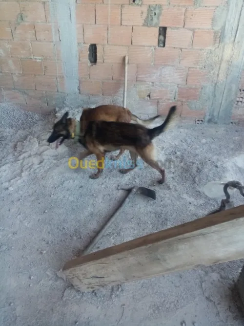 Couple malinois charbonné