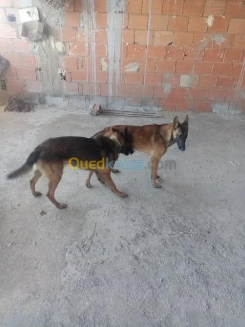 Couple malinois charbonné