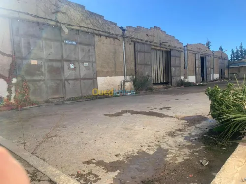 Location Hangar Ain defla Ain soltane