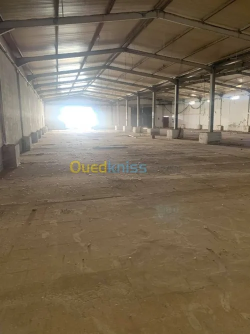 Location Hangar Ain defla Ain soltane