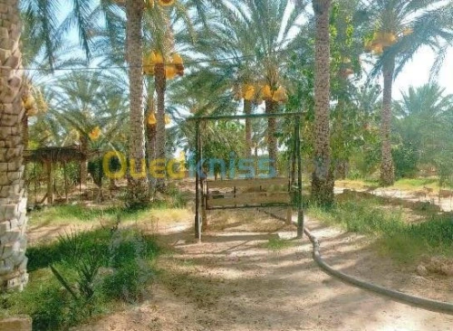 Vente Terrain Agricole Biskra Tolga