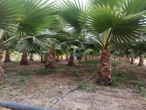 Washingtonia