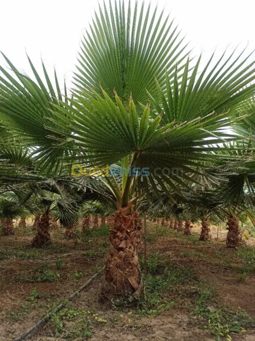 Washingtonia