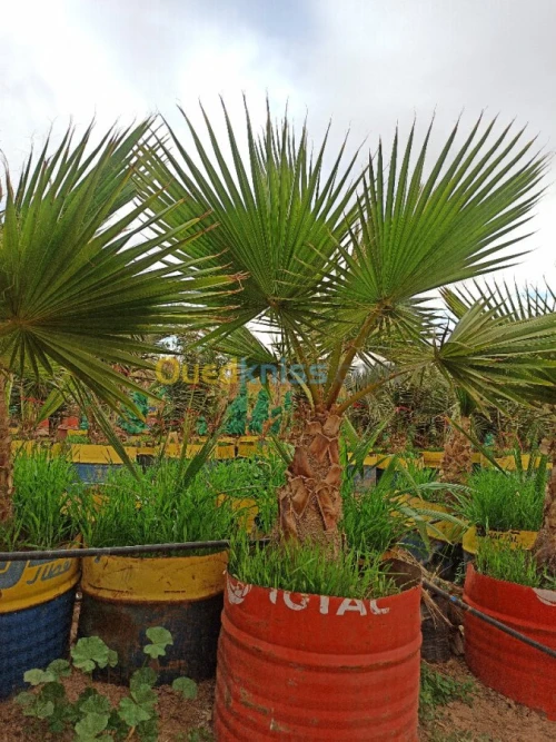 Washingtonia