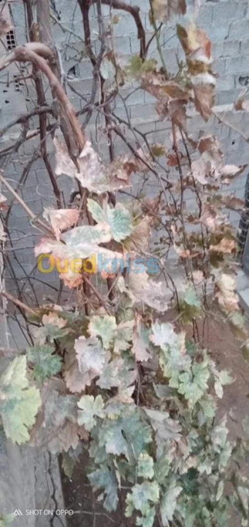 Vente Villa Tlemcen Mansourah