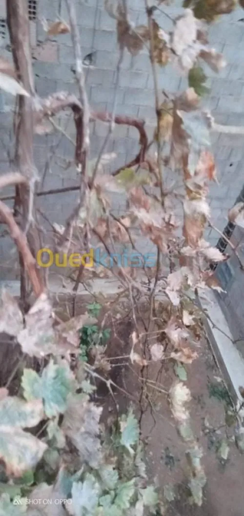 Vente Villa Tlemcen Mansourah
