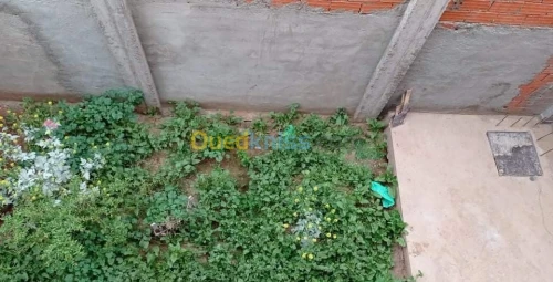 Vente Carcasse Oran Oued tlelat