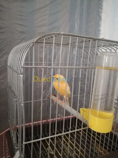 canaris ordinaire couleur orange 