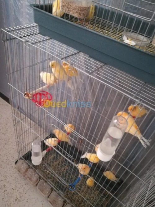 canaris ordinaire couleur orange 