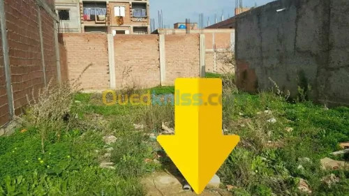 Vente Terrain Blida Bougara