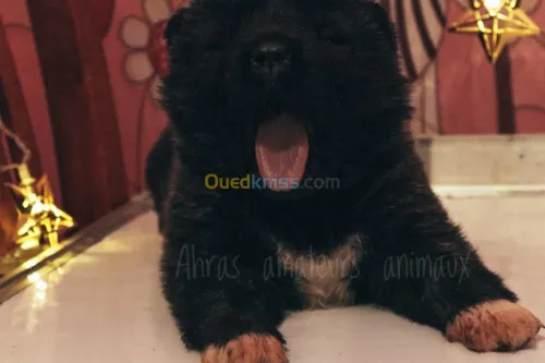 Akita américain femelle 