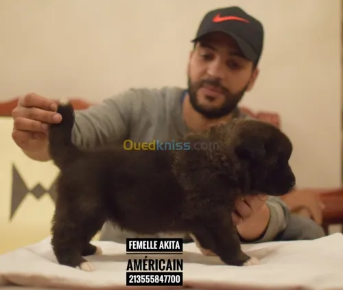 Akita américain femelle 