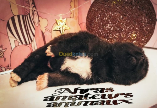 Akita américain femelle 