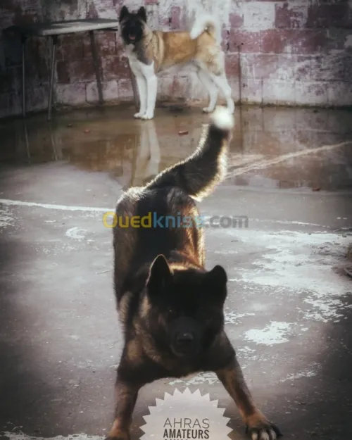 Akita américain femelle 
