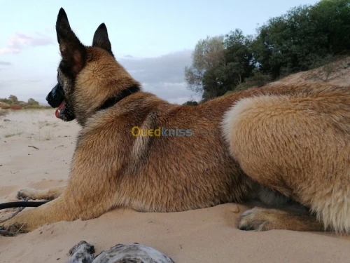 Male malinois pour accouplement 