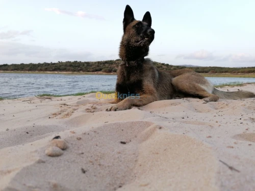 Male malinois pour accouplement 