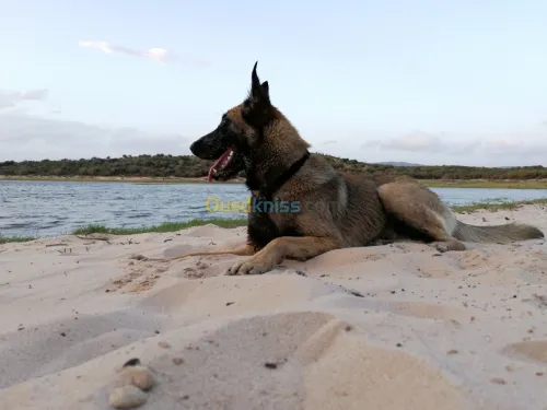 Male malinois pour accouplement 