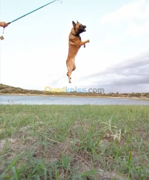 Male malinois pour accouplement 