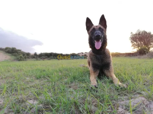 Male malinois pour accouplement 