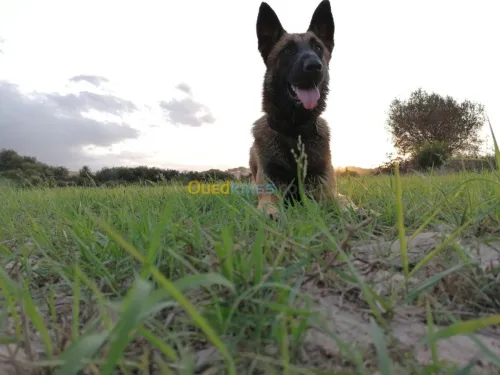 Male malinois pour accouplement 