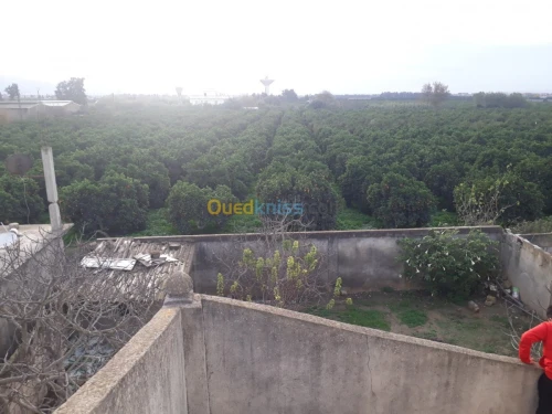Vente Villa Blida Meftah