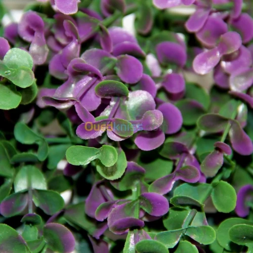 REVETEMENT MUR VEGETAL 100%ARTIFICIEL 
