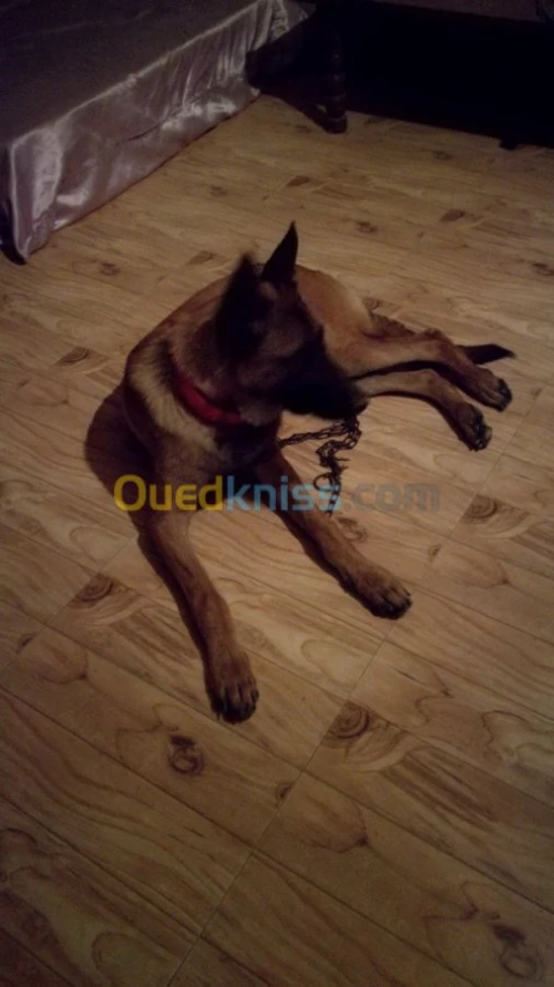 vends mal malinoi 12 mois dressé 