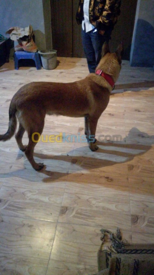 vends mal malinoi 12 mois dressé 
