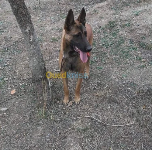 vends mal malinoi 12 mois dressé 