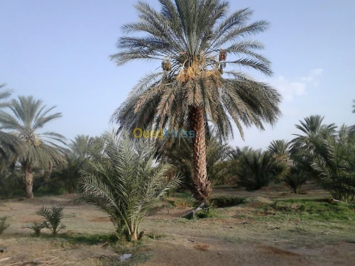 Vente Terrain Biskra Biskra