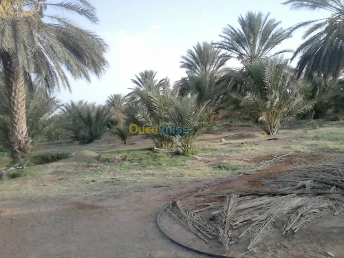 Vente Terrain Biskra Biskra