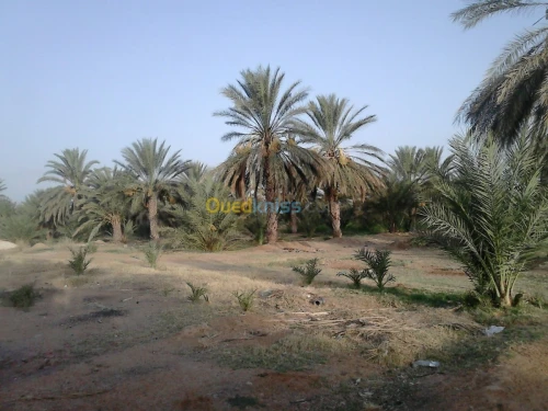 Vente Terrain Biskra Biskra