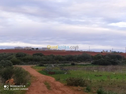 Vente Terrain Tipaza Cherchell