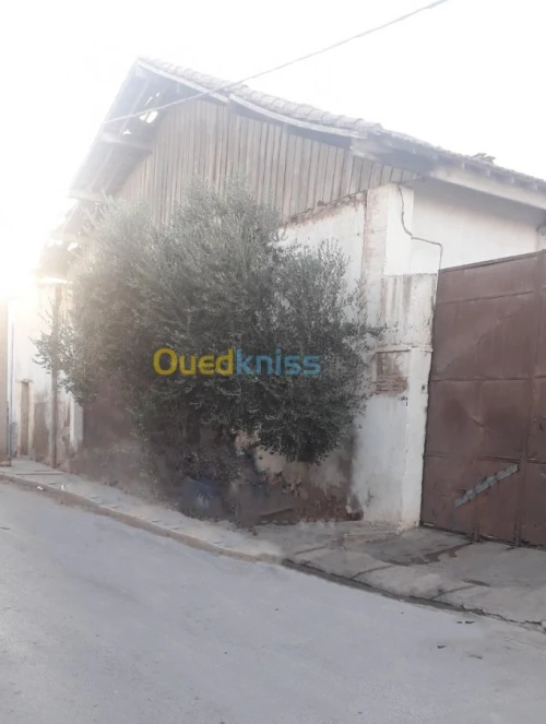 Vente Hangar Oran Oran