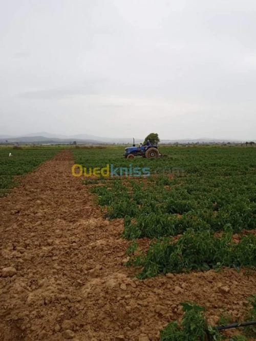 Cherche achat Terrain Annaba Eulma