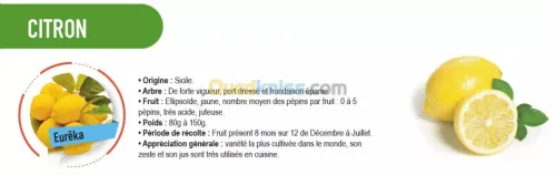 Vend plants d'agrumes 