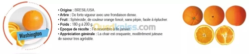 Vend plants d'agrumes 