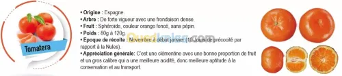 Vend plants d'agrumes 